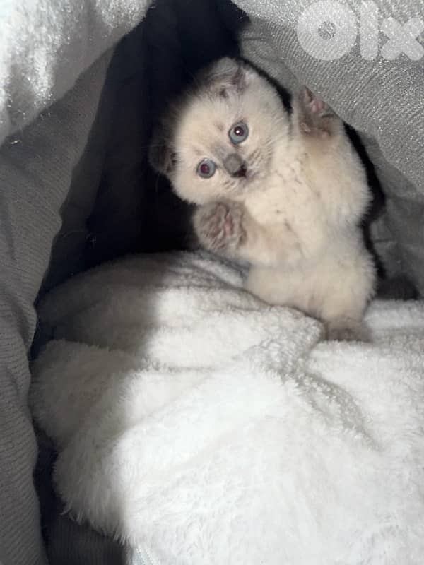 blue point Scottish fold 0