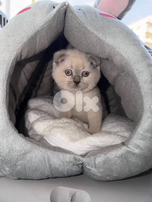 blue point Scottish fold 1