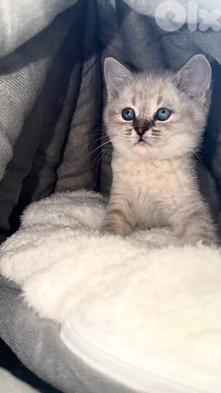 British blue point 0