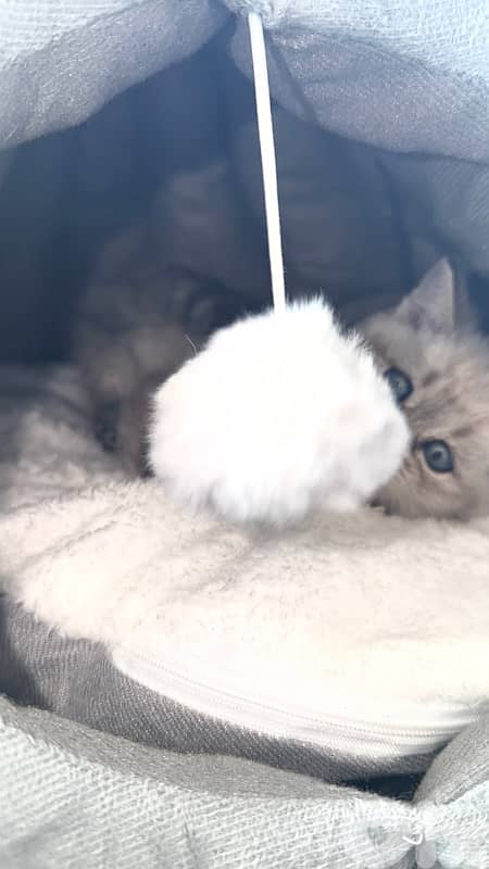 British blue point 1