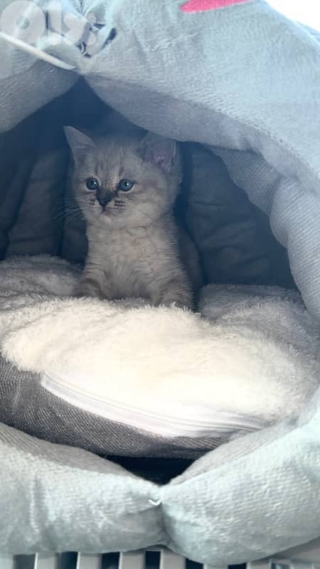 British blue point 2