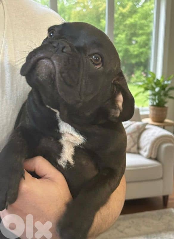 Female French Bulldog Puppies 2