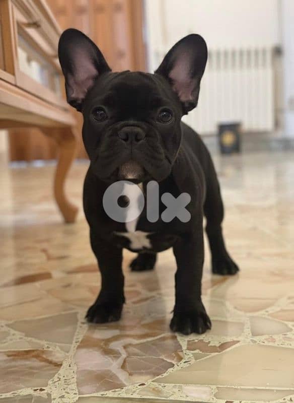 Female French Bulldog Puppies 0