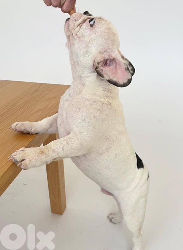 Female French Bulldog Puppies 3