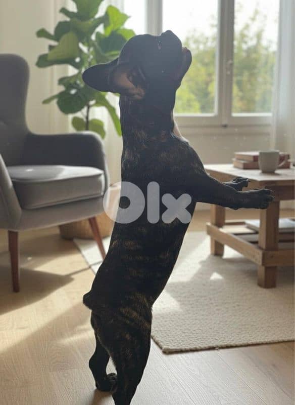 Female French Bulldog Puppies 6