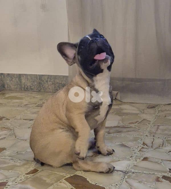 Female French Bulldog Puppies 7