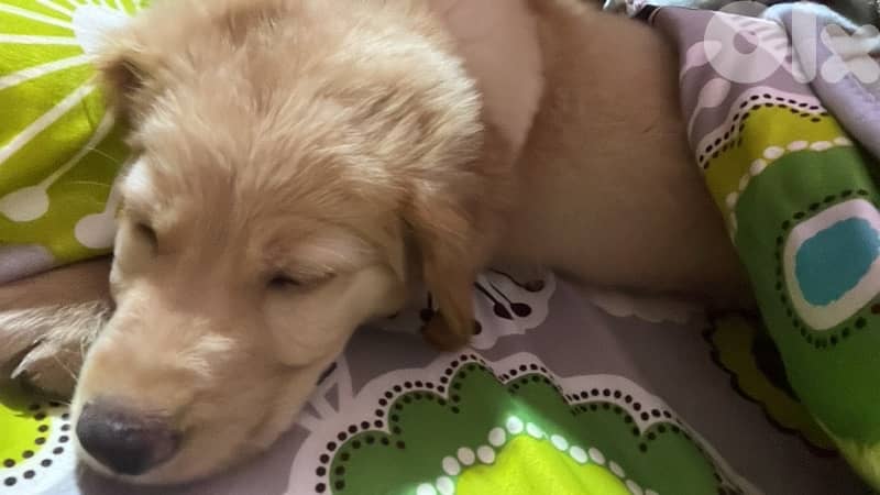 Golden Retriever Vaccinated and has all him accessories and food 0