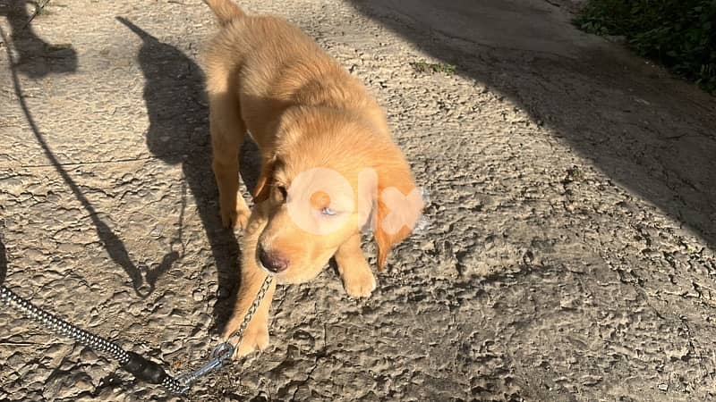 Golden Retriever Vaccinated and has all him accessories and food 1