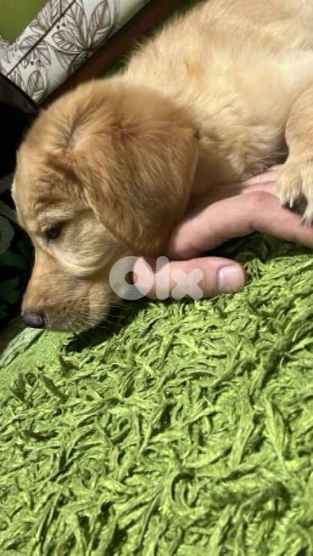 Golden Retriever Vaccinated and has all him accessories and food 2