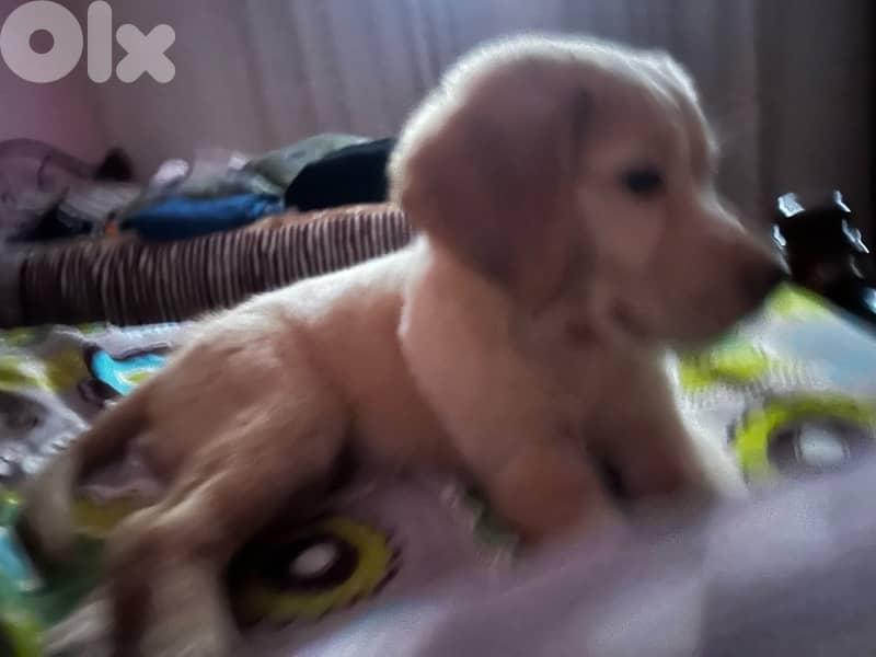 Golden Retriever Vaccinated and has all him accessories and food 3