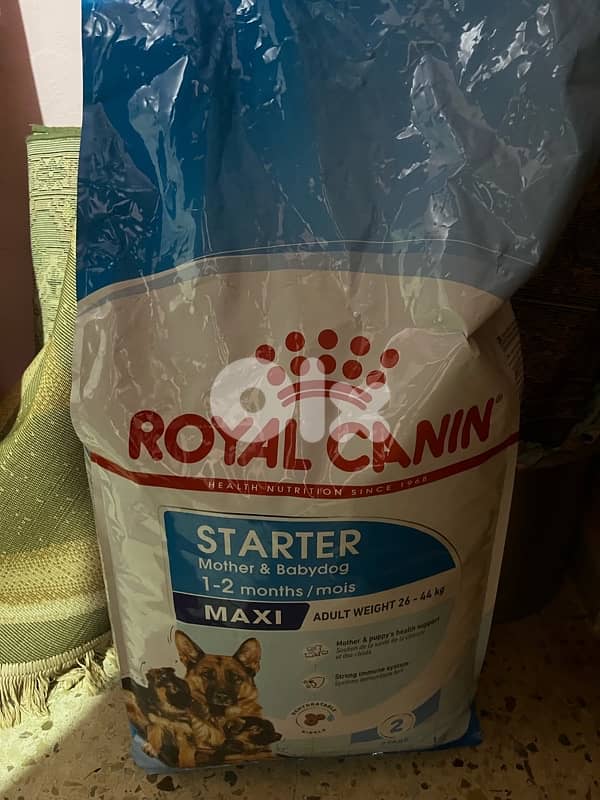 Golden Retriever Vaccinated and has all him accessories and food 4