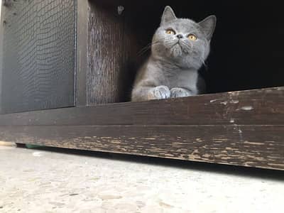 Himalayan pure British pure short hair available