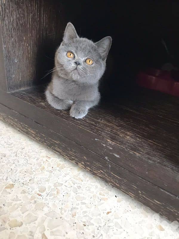 Himalayan pure British pure short hair available 1