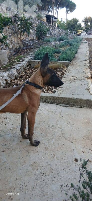 belgian malenois 70766098