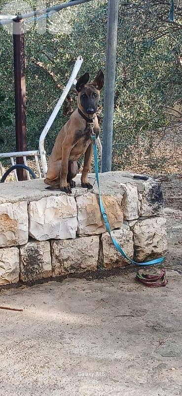 belgian malenois 70766098 1