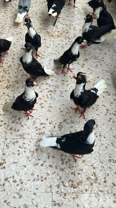 طيور مازونية للبيع بسعر لقطة