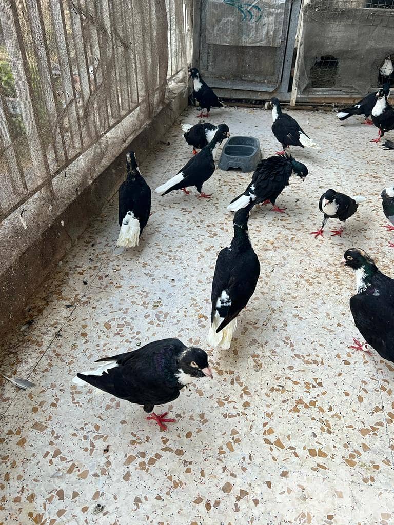 طيور مازونية للبيع بسعر لقطة 1