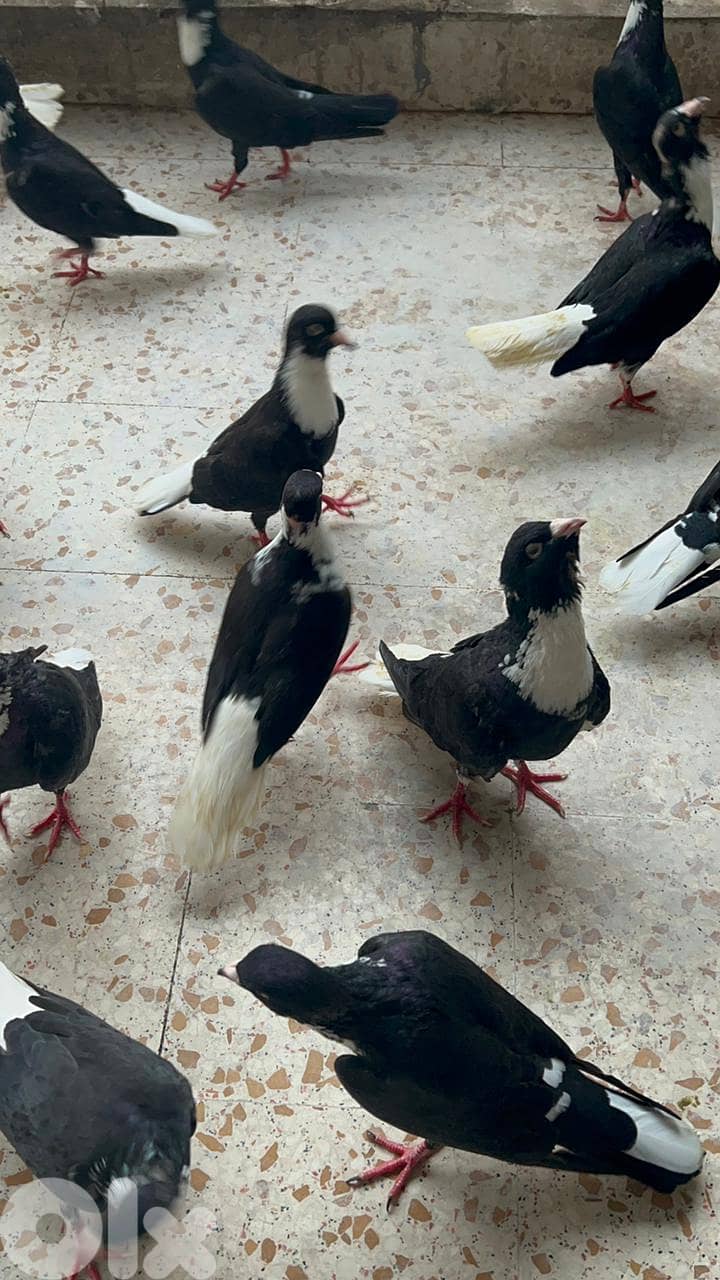 طيور مازونية للبيع بسعر لقطة 2