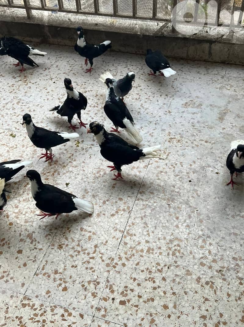 طيور مازونية للبيع بسعر لقطة 3