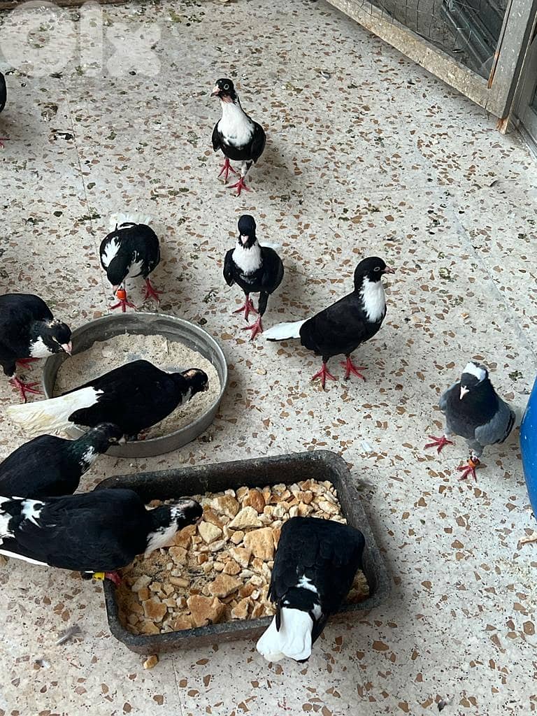 طيور مازونية للبيع بسعر لقطة 4