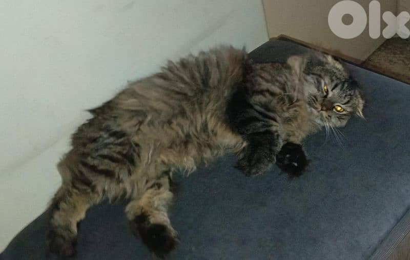 Male cat for adoption 0