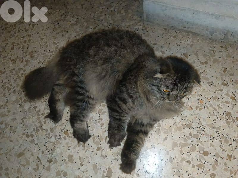 Male cat for adoption 1