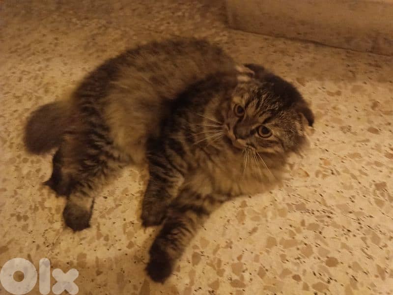 Male cat for adoption 2