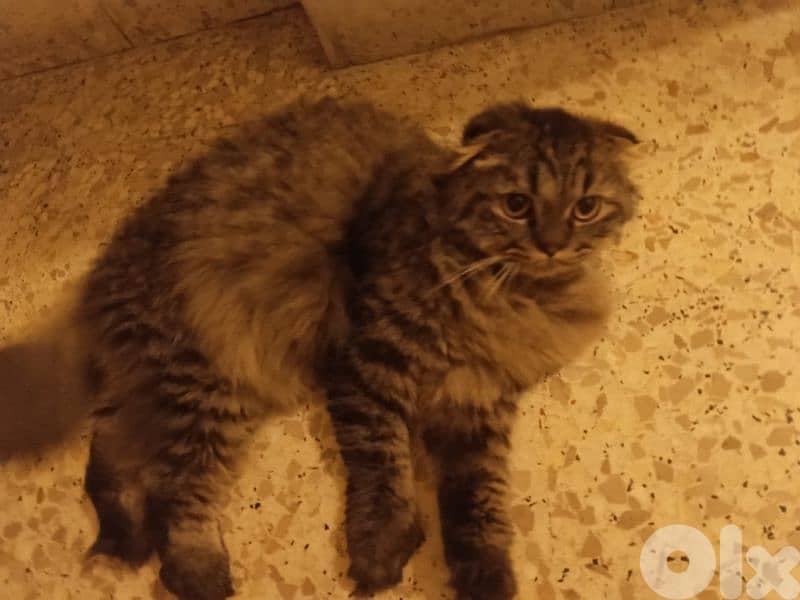 Male cat for adoption 3