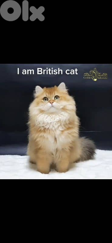 golden chinchilla long hair 0