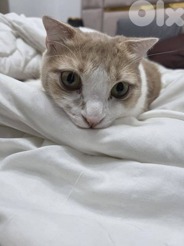 mix scottish fold ma3 baladi 0