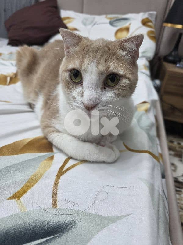 mix scottish fold ma3 baladi 1