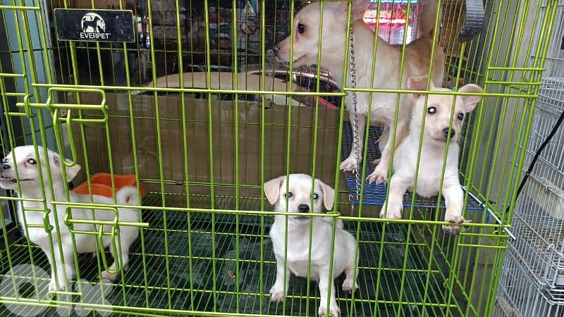 chihuahua puppies for sale 0