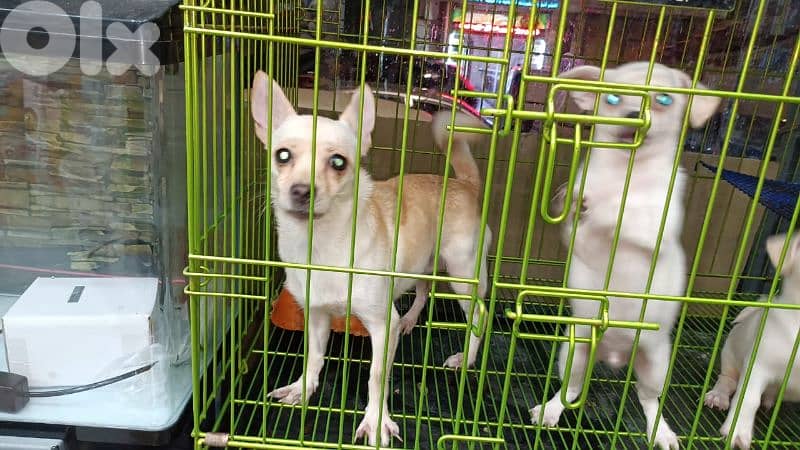 chihuahua puppies for sale 2