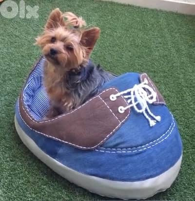 pet bed, snickers shape