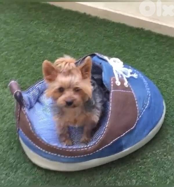 pet dog cat bed, snickers shape 3