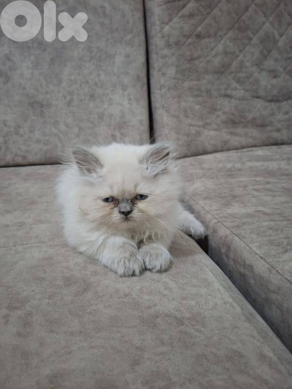 Himalayan pigy face 0