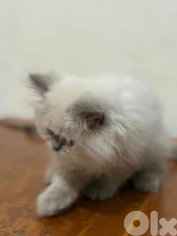 Himalayan pigy face 3