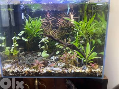 planted aquarium