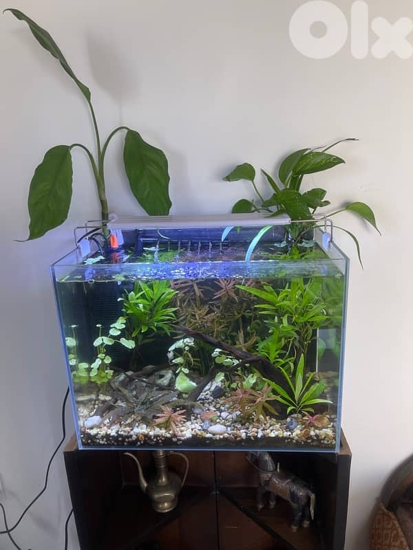 planted aquarium 1