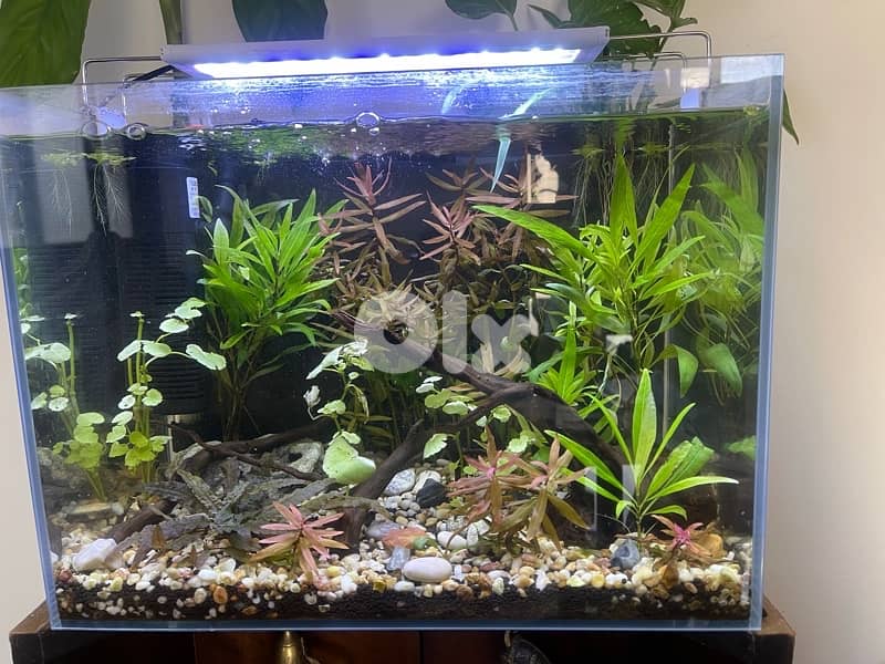 planted aquarium 2