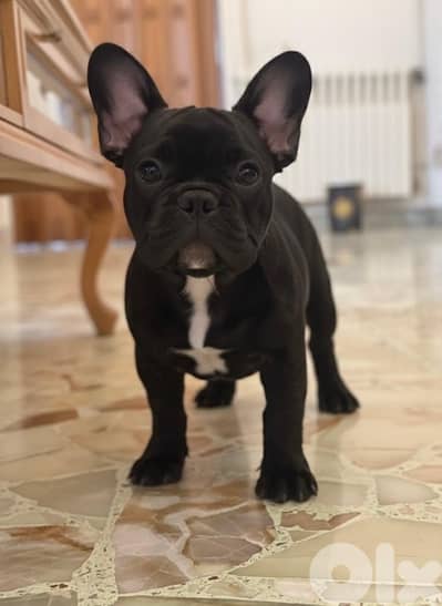 pure french bulldog