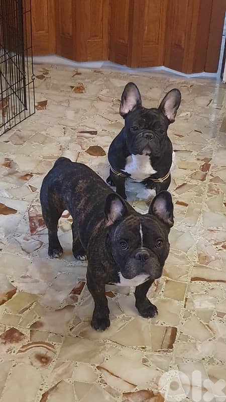 pure french bulldog 5