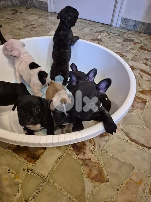 pure french bulldog 6