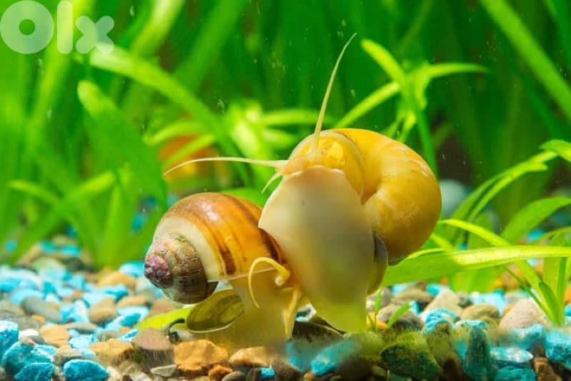 freshwater snails 2