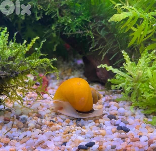 freshwater snails 0