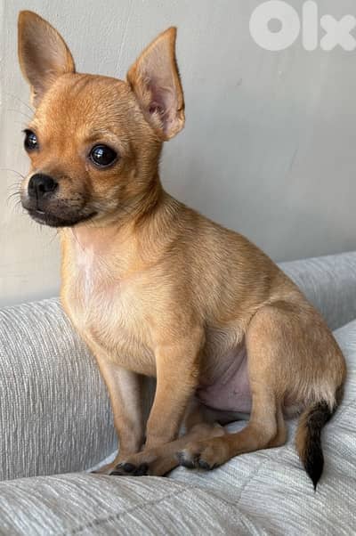 chihuahua