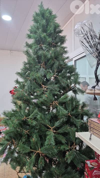 تشكيلة واسعه من شجر الميلاد