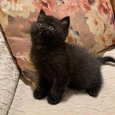 Black British for sell