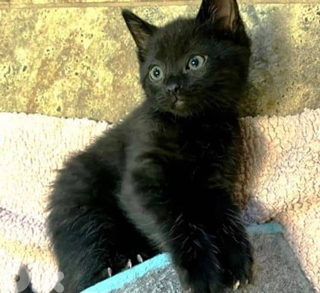 Black British for sell 1