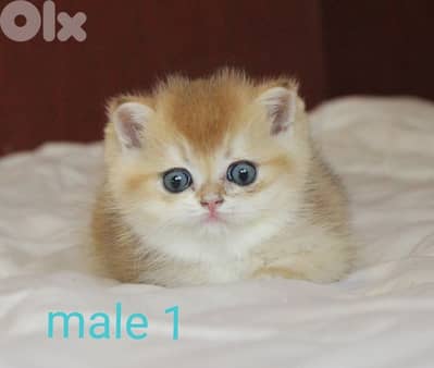 golden chinchilla real photos !